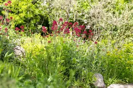 Centranthus Ruber Coccineus (Valeriaan) - afbeelding 5