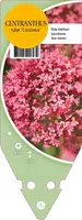 Centranthus Ruber Coccineus (Valeriaan) - afbeelding 1