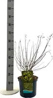 Cephalanthus occidentalis (Kogelbloem) 60cm - afbeelding 4