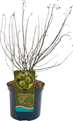 Cephalanthus occidentalis (Kogelbloem) 60cm - afbeelding 3