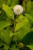 Cephalanthus occidentalis (Kogelbloem) 60cm - afbeelding 6