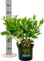 Cephalanthus occidentalis (Kogelbloem) 60cm - afbeelding 2