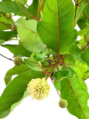 Cephalanthus occidentalis (Kogelbloem) 60cm - afbeelding 5