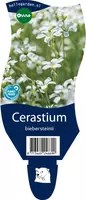 Cerastium biebersteinii (Hoornbloem) - afbeelding 1