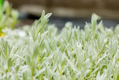 Cerastium Tomentosum (Hoornbloem) - afbeelding 3