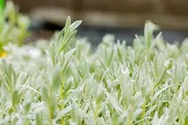 Cerastium Tomentosum (Hoornbloem) - afbeelding 3