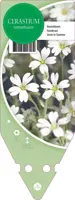 Cerastium Tomentosum (Hoornbloem) - afbeelding 1