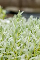 Cerastium Tomentosum (Hoornbloem) - afbeelding 4
