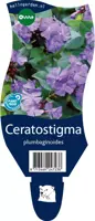 Ceratostigma plumbaginoides (Loodkruid) - afbeelding 1