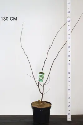 Cercis canadensis 'Texas White' (Amerikaanse judasboom) 80cm - afbeelding 1
