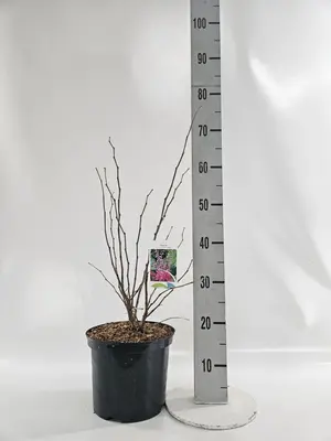 Cercis chinensis 'Avondale' (Judasboom) 70cm - afbeelding 2