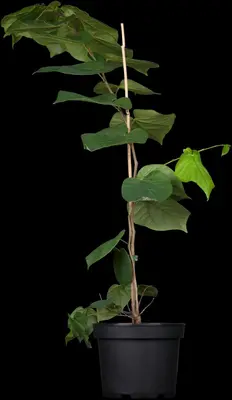 Cercis chinensis 'Avondale' (Judasboom 'Avondale') - afbeelding 2