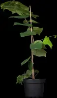 Cercis chinensis 'Avondale' (Judasboom 'Avondale') - afbeelding 2