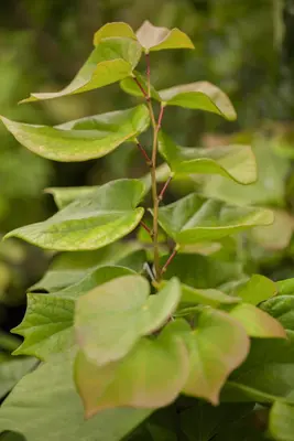 Cercis chinensis 'Avondale' (Judasboom 'Avondale') - afbeelding 3
