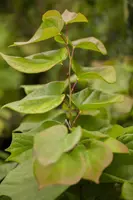 Cercis chinensis 'Avondale' (Judasboom 'Avondale') - afbeelding 3