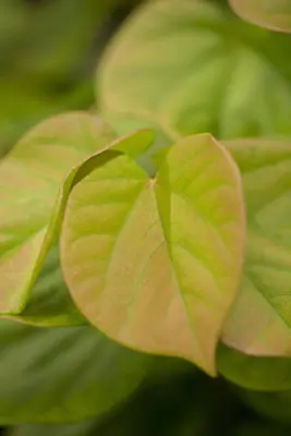 Cercis chinensis 'Avondale' (Judasboom 'Avondale') - afbeelding 4