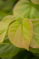 Cercis chinensis 'Avondale' (Judasboom 'Avondale') - afbeelding 4