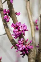 Cercis chinensis 'Avondale' (Judasboom 'Avondale') - afbeelding 5