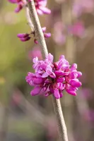 Cercis chinensis 'Avondale' (Judasboom 'Avondale') - afbeelding 6