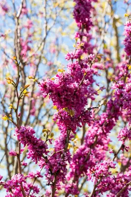 Cercis chinensis 'Avondale' (Judasboom 'Avondale') - afbeelding 7