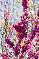 Cercis chinensis 'Avondale' (Judasboom 'Avondale') - afbeelding 7