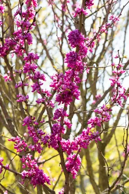 Cercis chinensis 'Avondale' (Judasboom 'Avondale') - afbeelding 9