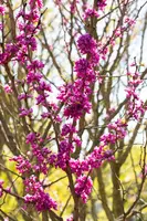 Cercis chinensis 'Avondale' (Judasboom 'Avondale') - afbeelding 9