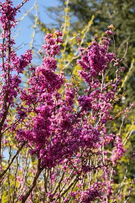 Cercis chinensis 'Avondale' (Judasboom 'Avondale') - afbeelding 10