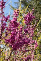 Cercis chinensis 'Avondale' (Judasboom 'Avondale') - afbeelding 10