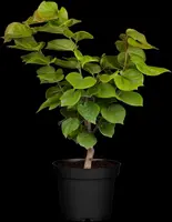 Cercis chinensis 'Avondale' (Judasboom 'Avondale') - afbeelding 1