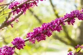 Cercis chinensis 'Avondale' (Judasboom 'Avondale') - afbeelding 8