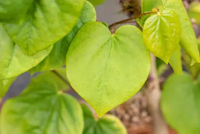 Cercis chinensis 'Avondale' (Judasboom 'Avondale') - afbeelding 11