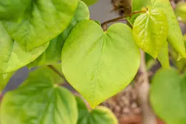 Cercis chinensis 'Avondale' (Judasboom 'Avondale') - afbeelding 11