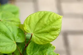 Cercis chinensis 'Avondale' (Judasboom 'Avondale') - afbeelding 12