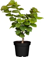Cercis chinensis 'Avondale' (Judasboom 'Avondale') - afbeelding 1