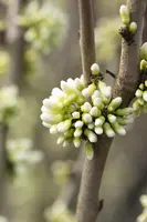 Cercis chinensis 'Shirobana' (Judasboom 'Shirobana') - afbeelding 1