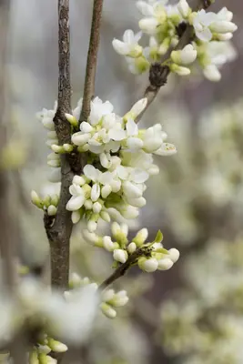 Cercis chinensis 'Shirobana' (Judasboom 'Shirobana') - afbeelding 2