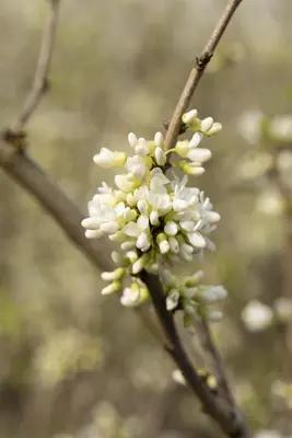 Cercis chinensis 'Shirobana' (Judasboom 'Shirobana') - afbeelding 3