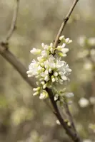 Cercis chinensis 'Shirobana' (Judasboom 'Shirobana') - afbeelding 3