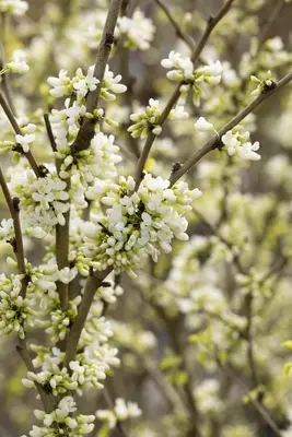 Cercis chinensis 'Shirobana' (Judasboom 'Shirobana') - afbeelding 4