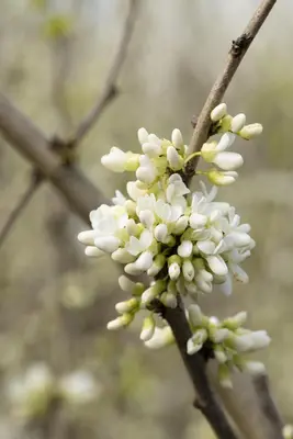 Cercis chinensis 'Shirobana' (Judasboom 'Shirobana') - afbeelding 6