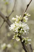Cercis chinensis 'Shirobana' (Judasboom 'Shirobana') - afbeelding 6