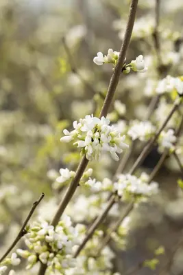 Cercis chinensis 'Shirobana' (Judasboom 'Shirobana') - afbeelding 8