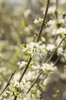 Cercis chinensis 'Shirobana' (Judasboom 'Shirobana') - afbeelding 8