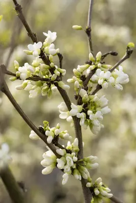 Cercis chinensis 'Shirobana' (Judasboom 'Shirobana') - afbeelding 9