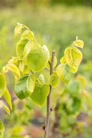 Cercis chinensis 'Shirobana' (Judasboom 'Shirobana') - afbeelding 10