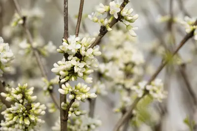 Cercis chinensis 'Shirobana' (Judasboom 'Shirobana') - afbeelding 5