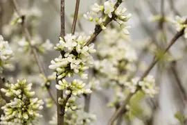 Cercis chinensis 'Shirobana' (Judasboom 'Shirobana') - afbeelding 5