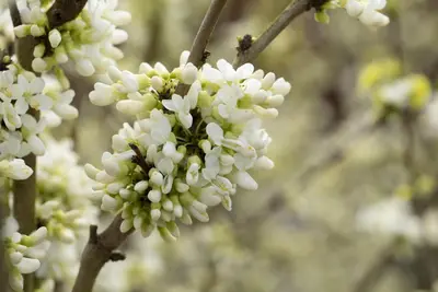 Cercis chinensis 'Shirobana' (Judasboom 'Shirobana') - afbeelding 7