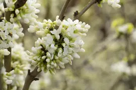 Cercis chinensis 'Shirobana' (Judasboom 'Shirobana') - afbeelding 7